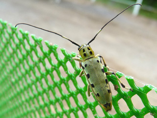 カミキリムシ カミキリムシ