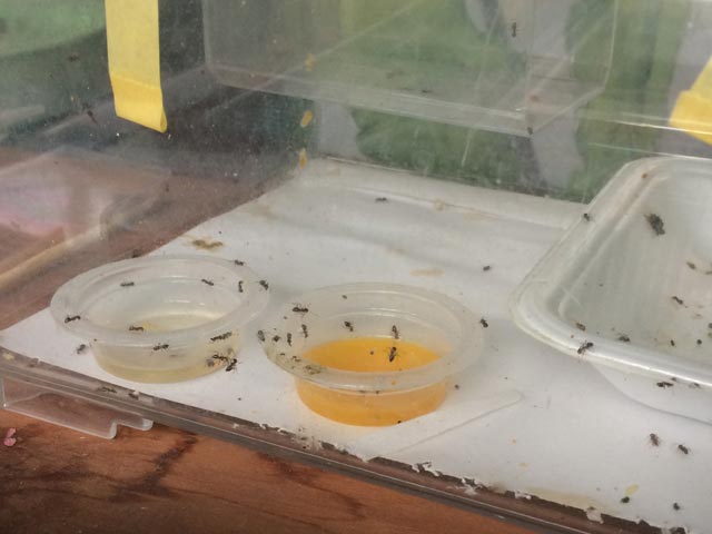 蜂飼育 蜂飼育