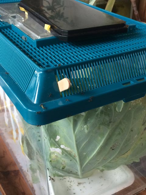 蜂飼育 蜂飼育