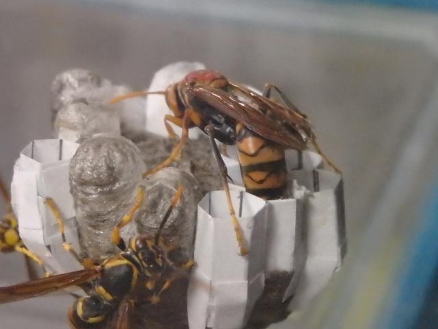 蜂飼育 蜂飼育