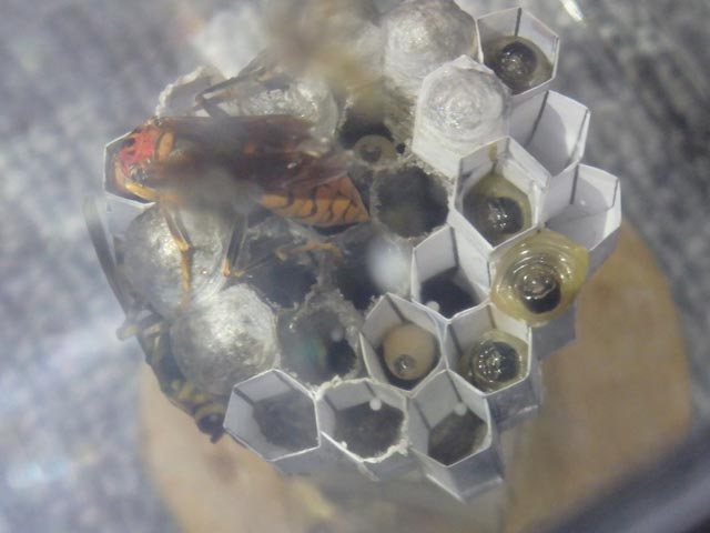 蜂飼育 蜂飼育