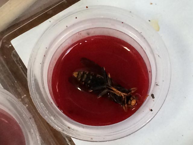 蜂飼育 蜂飼育