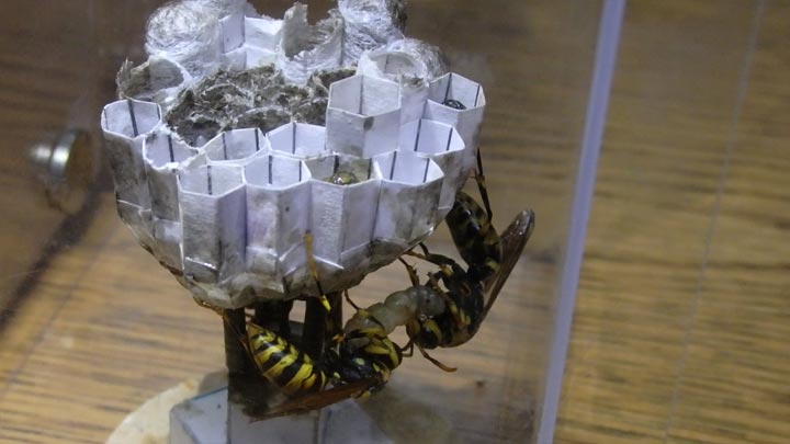 蜂の巣 蜂の巣