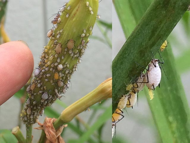 蜂の巣 蜂の巣