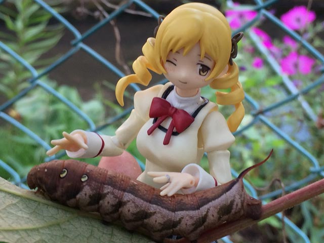 スズメガ スズメガ