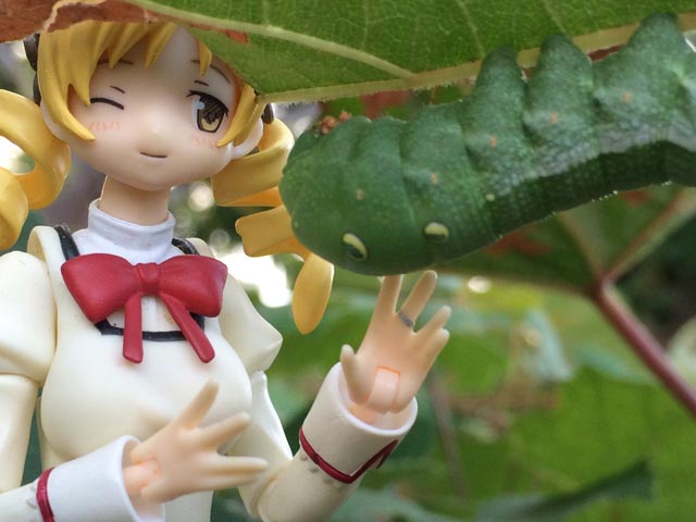 スズメガ スズメガ