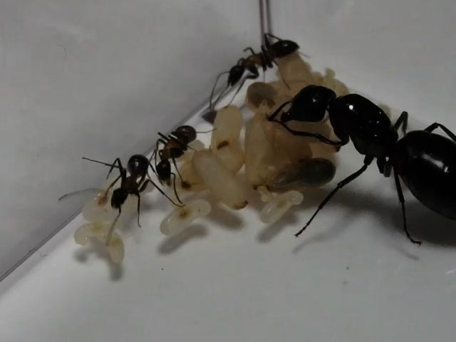 蟻の巣 蟻の巣