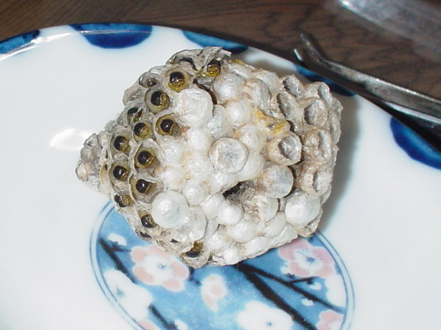 img050803a.jpg