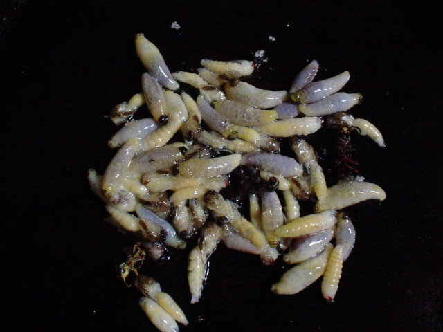 img050803c.jpg