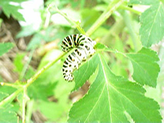 img051016.jpg