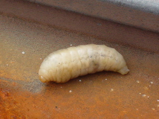 img051016a.jpg