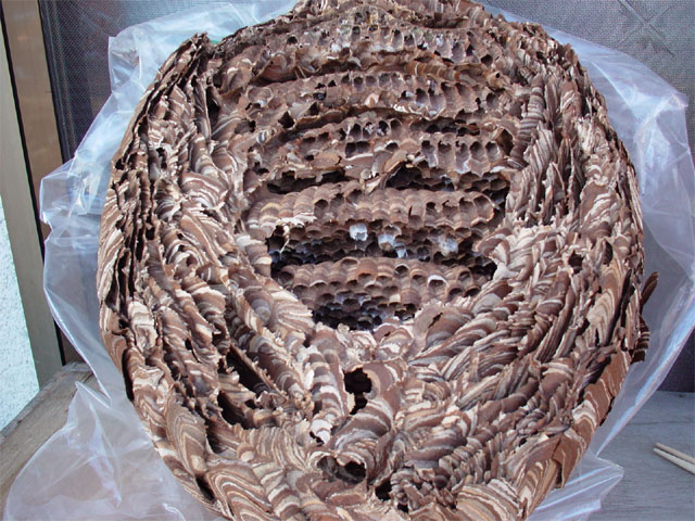 img060109c.jpg