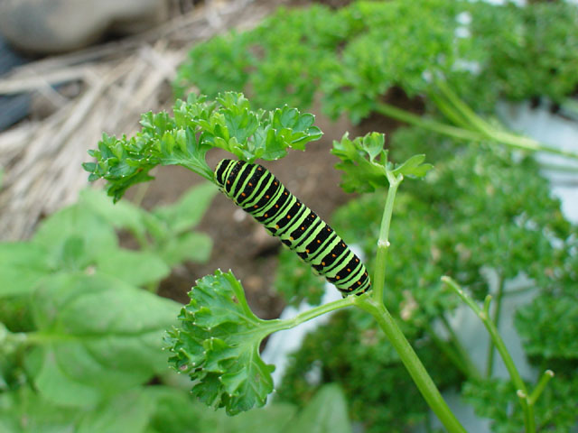 img060918.jpg