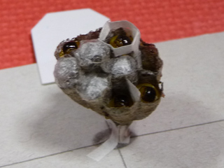 img20100618e.jpg