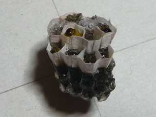 img20100619e.jpg