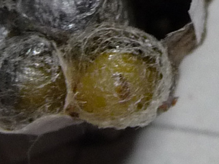 img20100621.jpg