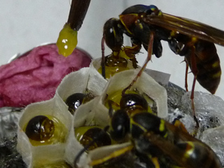 img20100626a.jpg