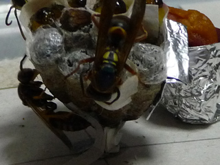 img20100626c.jpg