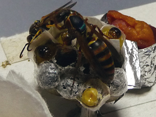 img20100626d.jpg