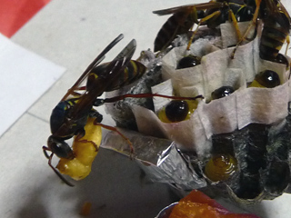 img20100626e.jpg