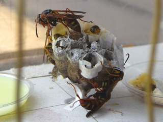 img20100628a.jpg