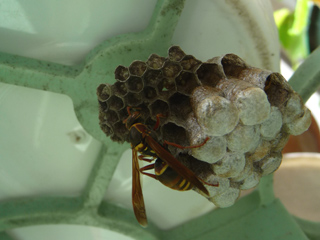 img20100628d.jpg