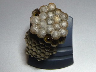 img20100628f.jpg