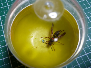img20100628g.jpg