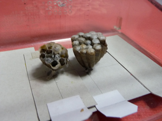 img20100628h.jpg
