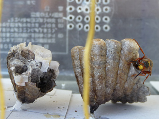 img20100630b.jpg