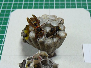 img20100630f.jpg
