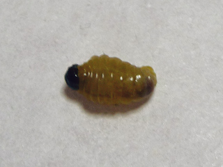 img20100630g.jpg