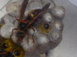 img20100630h.jpg
