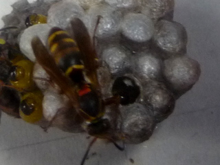 img20100630i.jpg