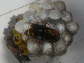 img20100630j.jpg