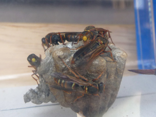 img20100701b.jpg