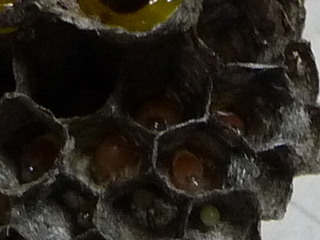 img20100701c.jpg