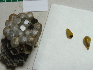 img20100701f.jpg