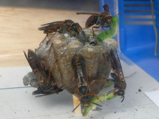 img20100702.jpg