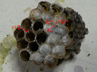 img20100703a.jpg