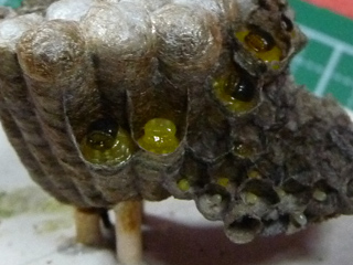 img20100703b.jpg