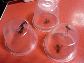 img20100703c.jpg
