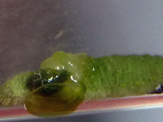 img20100703h.jpg