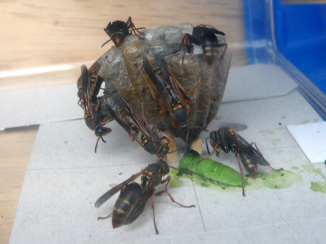 img20100703i.jpg