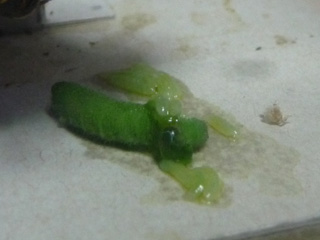img20100712a.jpg