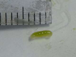 img20100712b.jpg