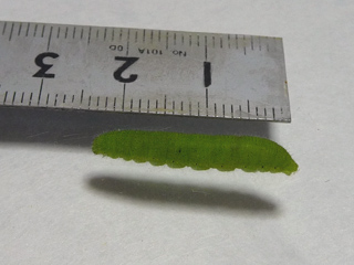 img20100717b.jpg