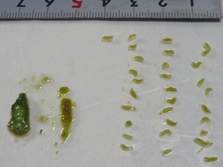 img20100717c.jpg