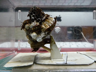 img20100720e.jpg