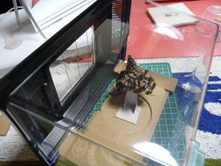 img20100723d.jpg
